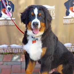 Bernedoodle and Bernese Mountain Dog All Grown Up from Berner Ridge Kennels