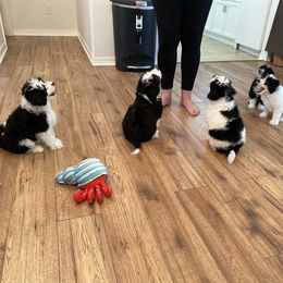 Aussiedoodle Puppies from Ever After Mini Doodles