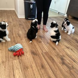 Aussiedoodle Puppies from Ever After Mini Doodles