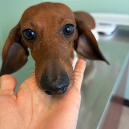 Isobel - Piebald female Dachshund puppy in Conroe, Texas from R&M Dachshunds