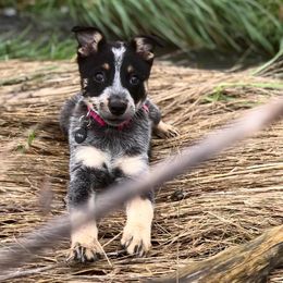 Australian Cattle Dog Puppies from Tri Star Heelers
