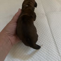 Male 3 - Mahogany and white male Basset Hound puppy in Lindley, New York from Hill Top Basset Hounds & Cane Corso