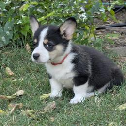 Buffy - Black and tan female Pembroke Welsh Corgi puppy in Garden Grove, California from Corgi Noodles Garden