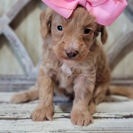 Due SOON - Apricot female Goldendoodle puppy in Austin, Texas from Austin Doodles & Poodles