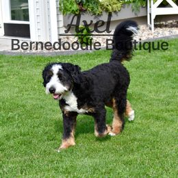 Axel - Bernedoodle