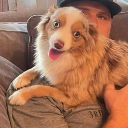 Penny - Bernedoodle