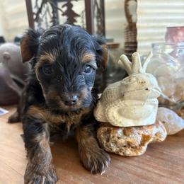 Tiny Tim - Black and tan male Yorkipoo puppy in Carlotta, California from Lost Coast Poodles and Doodles