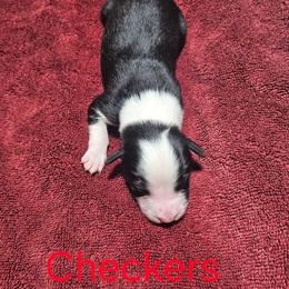 Checkers - Black and white female Border Collie puppy in Goldsboro, North Carolina from J & S Borders