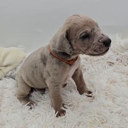 Mummy - Merle male Great Dane puppy in Caldwell, Idaho from Miner's Dynamic Danes