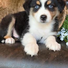 Asher-has tail-many videos - Black tri-color male Australian Shepherd puppy in Troy, South Carolina from Australian Shepherds of 3/W Farms