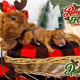 Dasher - Ruby male Cavalier King Charles Spaniel puppy in Destin, Florida from Ruby’s Coastal Cavaliers