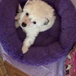 Moonie - White Chinese Crested puppy in Laverne, Oklahoma from Carrera Chinese Cresteds