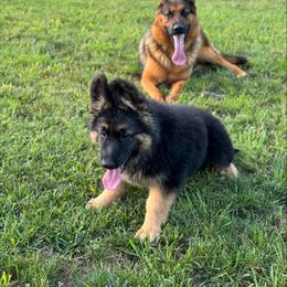 German Shepherd Puppies from AB_Elite_GSD