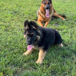 German Shepherd Puppies from AB_Elite_GSD