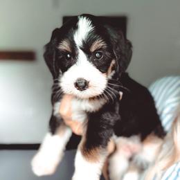 Sweet Tea - Tri-color female Bernedoodle puppy in Jackson, Missouri from Pincksten Family Doodles