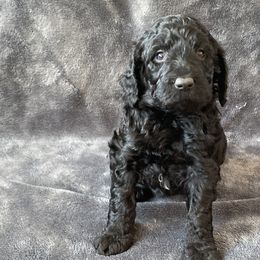 “Lady” - Black Labradoodle puppy in Helena, Montana from Reese Labradoodles