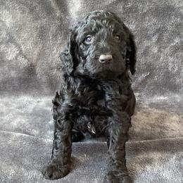 “Lady” - Black Labradoodle puppy in Helena, Montana from Reese Labradoodles