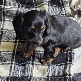 Anna - Black and tan female Dachshund puppy in Hollow Rock, Tennessee from Cedarhills