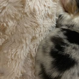 Australian Shepherd Puppies from Mullis Australian Shepherd