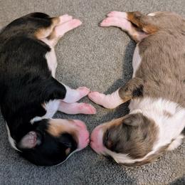 Aussiedoodle Puppies from Ridgeview Aussiedoodles