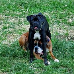 Boxers from NorthEast Ohio Boxers