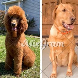 Labradoodles from Jonathan Brewer's Labradoodles
