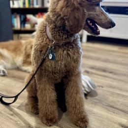 Poodle All Grown Up from Solid Rock Ranch Poodles