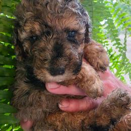Amber - Phantom female Goldendoodle puppy in Orange Park, Florida from Evergrace Farm Doodles