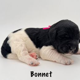 Bonnet - Parti female Goldendoodle puppy in Milford, Pennsylvania from Doodles Are Golden