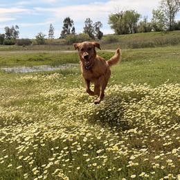 Golden Retriever All Grown Up from Heartwood Goldens