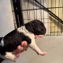 Black and white parti - Parti male Poodle puppy in Maryland from Hernwood Heelers & Poodles