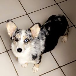 Nova - Pembroke Welsh Corgi