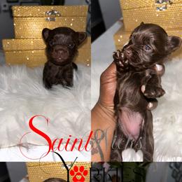 Amex - Chocolate and tan female Yorkshire Terrier puppy in Lynwood, Illinois from SaintNicksWay