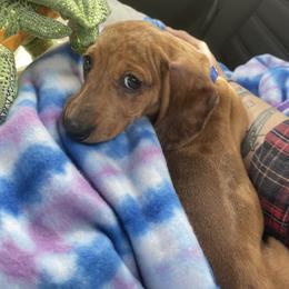 Dachshund Puppies from Army of Dachshunds