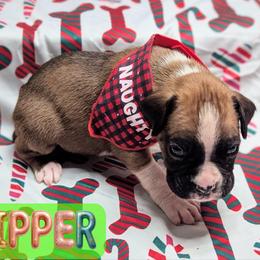Zipper - Fawn male Boxer puppy in Mountain Home, Idaho from LJK Boxers & Toy Aussies
