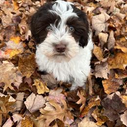 Havanese Puppies from Windy Hill Havanese
