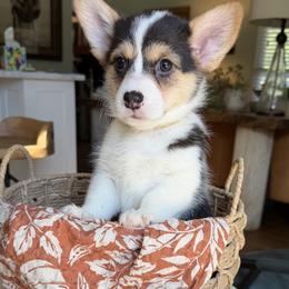 Yellow - Black and tan female Pembroke Welsh Corgi puppy in Cumming, Georgia from Cottage Hill Corgis