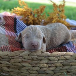 Boy 4 - Cream male Goldendoodle puppy in Hobbs, New Mexico from Goldie Locks Golden Retrievers & Doodles