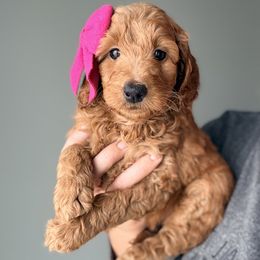 Olive - Red  female Goldendoodle puppy in Marion, Ohio from Doodles & Doxies
