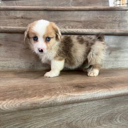 Ricotta - Sable merle and white female American Corgi puppy in Pahrump, Nevada from Desert Sunset Corgis