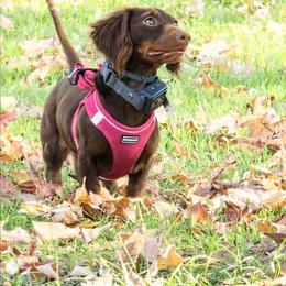 Jess - Chocolate and tan female Dachshund puppy in Los Angeles, California from One Love Doxies