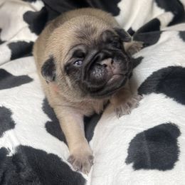 Pink collar - Fawn female Pug puppy in Deer Park, Texas from Butler Pugs and Frenchies