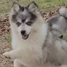 Boy 1 - Pomsky puppy in Tennessee from Hudson’s Huskies & Pomskies