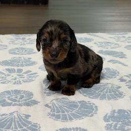 Mocha (Zina) - Dapple female Dachshund puppy in Live Oak, Florida from Johnson’s Weiner Farm