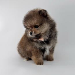 Sailor - Orange sable male Pomeranian puppy in California from Petite Poms Of CA