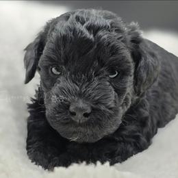 Black Phantom Boy, Djoser - Phantom male Poodle puppy in Coolidge, Arizona from Effervescent-Pooches