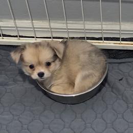 Chocolate Boy - Chocolate male Chihuahua puppy in Cape Coral, Florida from Inspired Chihuahuas