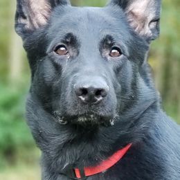 German Shepherd All Grown Up from Sportwaffen K9