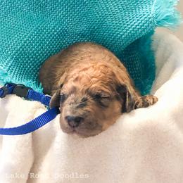 Goldendoodle Puppies from Lake Road Doodles