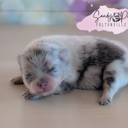 Burberry - Blue merle male Pomeranian puppy in Fultonville, New York from Sandy Aussies & Pomeranians